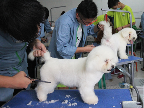 40期宠物美容班美容综合实操课