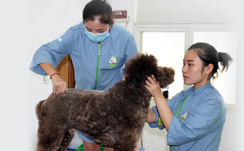 巨贵犬美容实操课