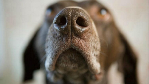 狗狗鼻子变色、可能是得病了？