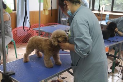 宠物美容班实操练习